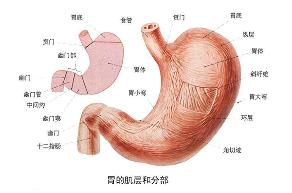 胃的結構